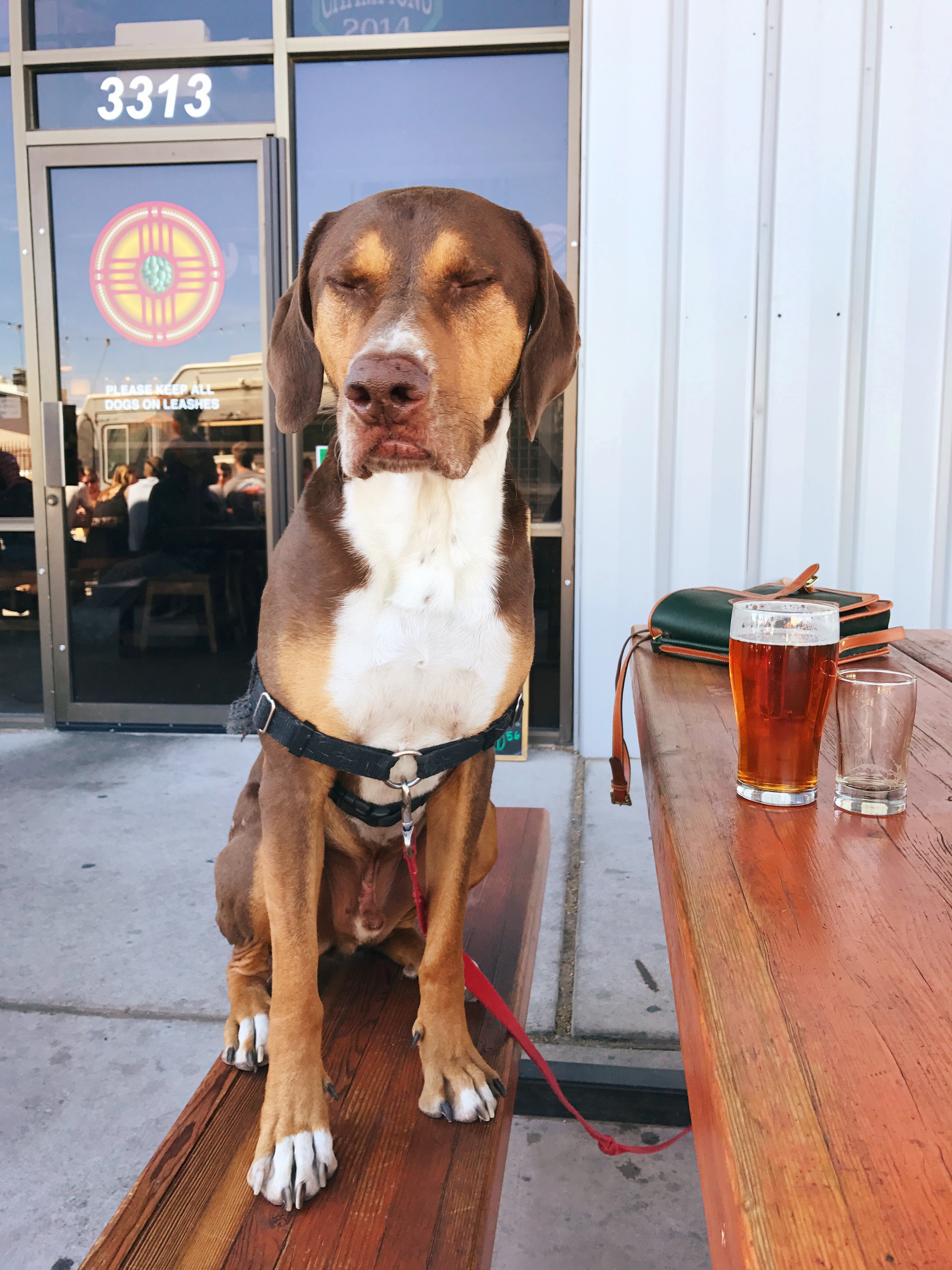 Brewery Dog