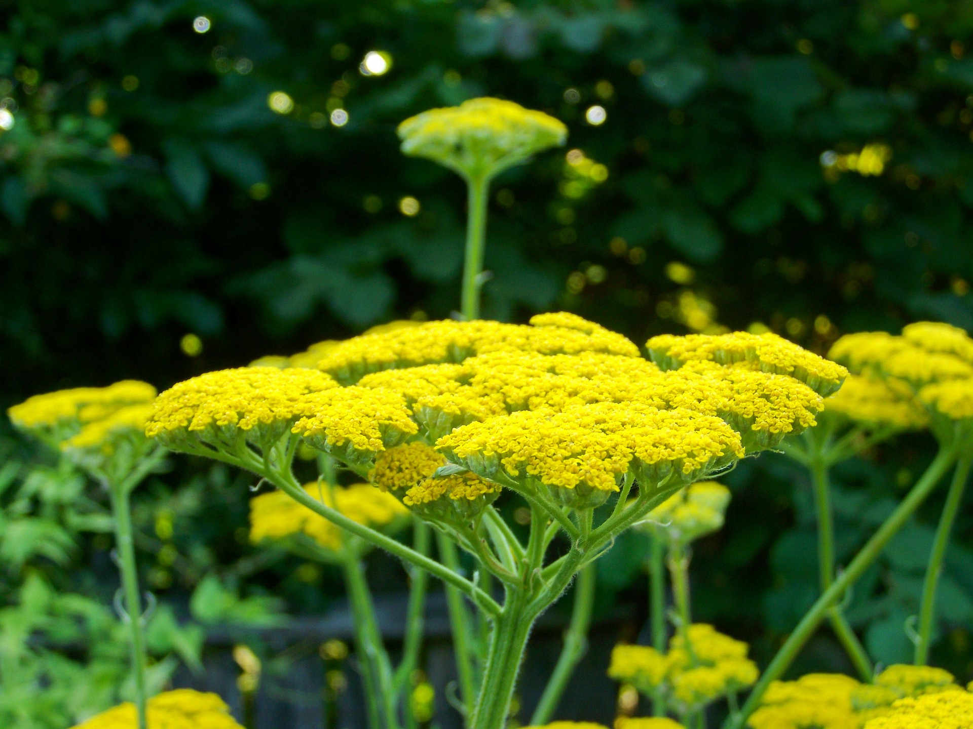 Yarrow Flower