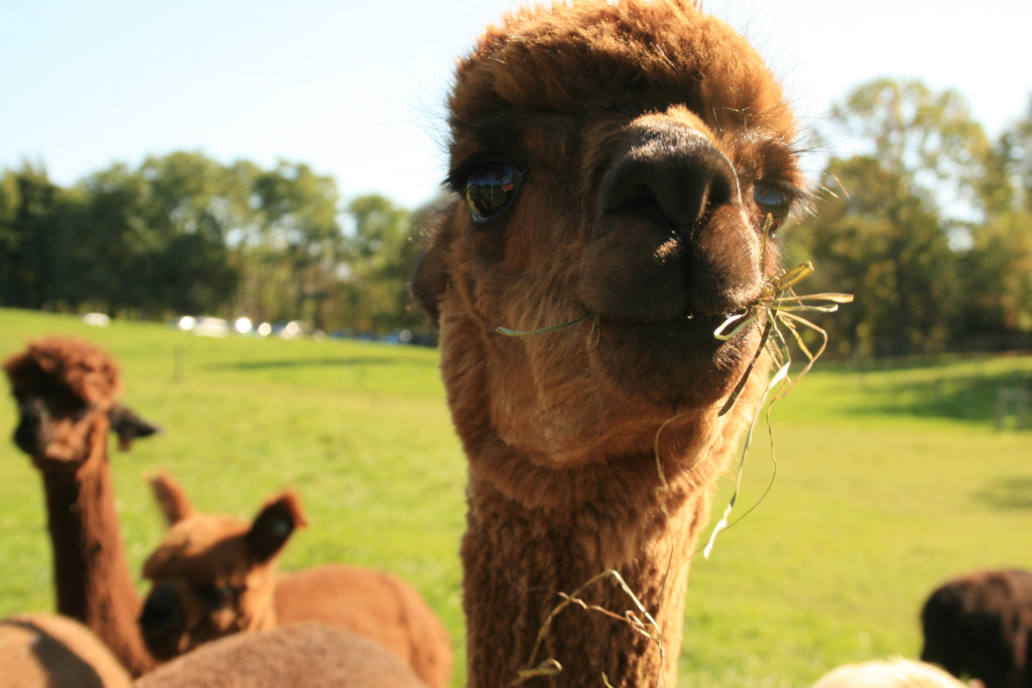 lazy-acres-alpaca-bloomfield-alpaca-chewing