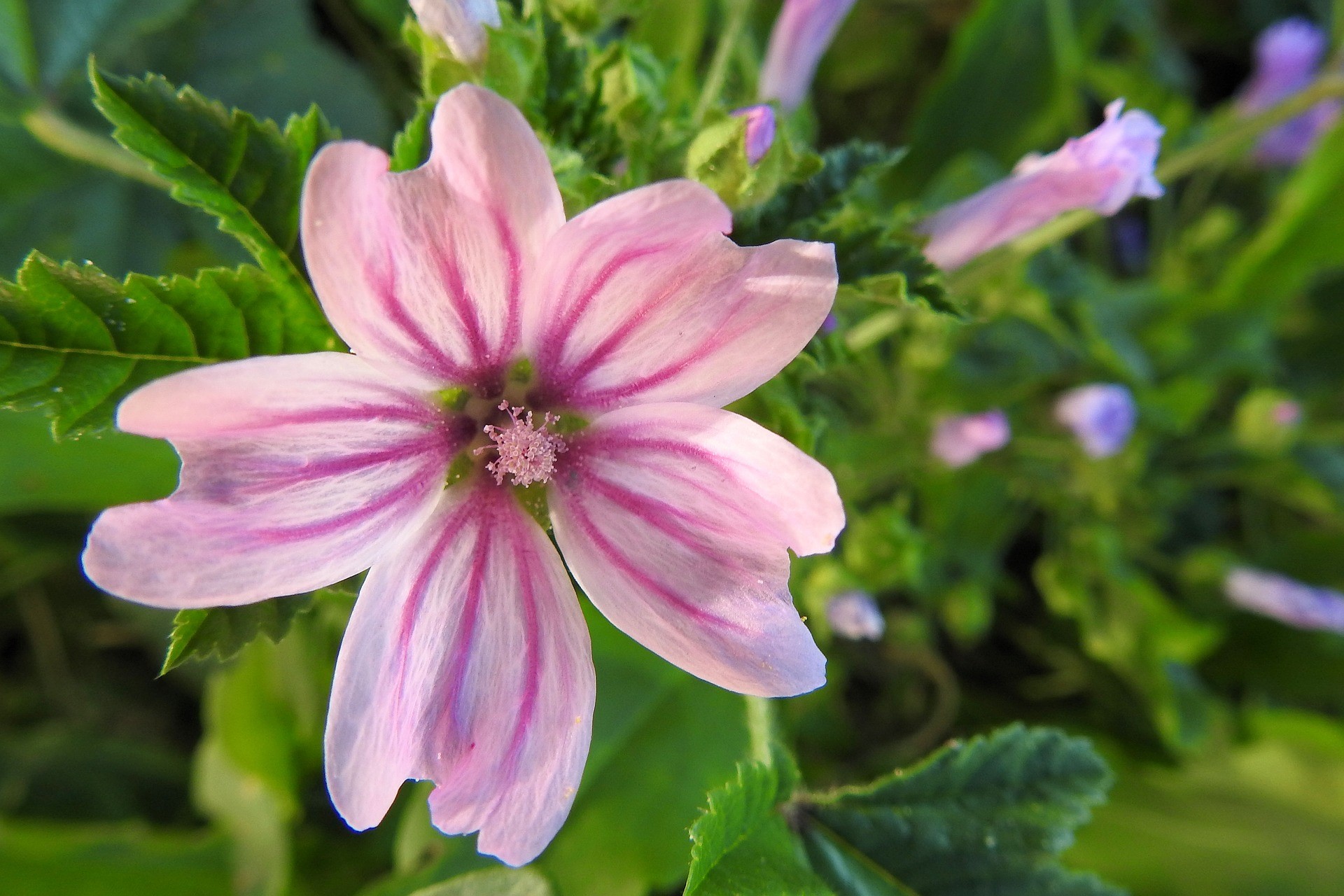 Guest Blogger - Plants 2