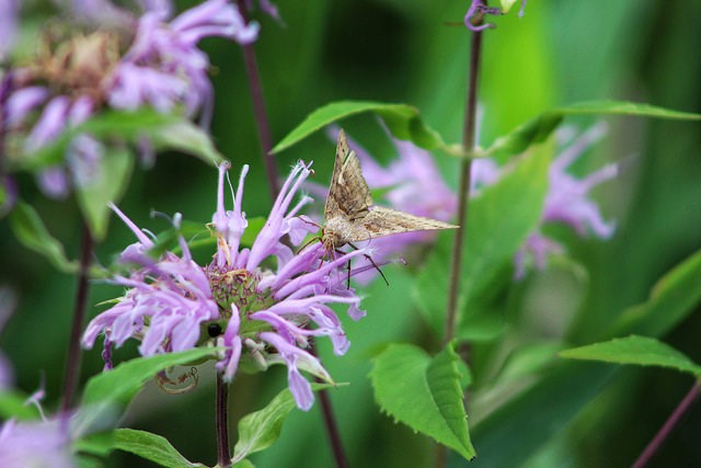 Guest Blogger - Plants 3