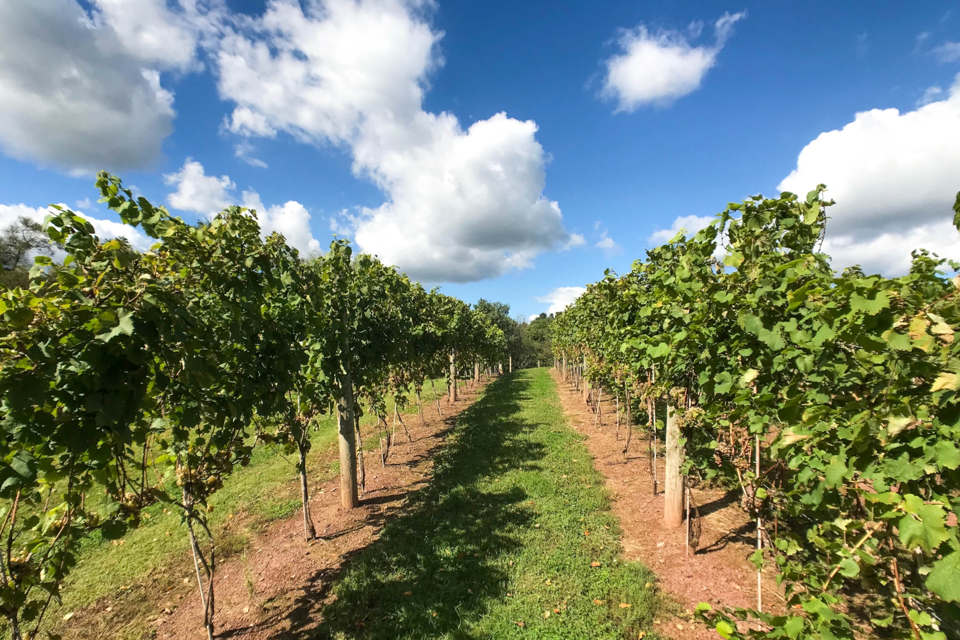 armstrong-valley-winery-vineyard