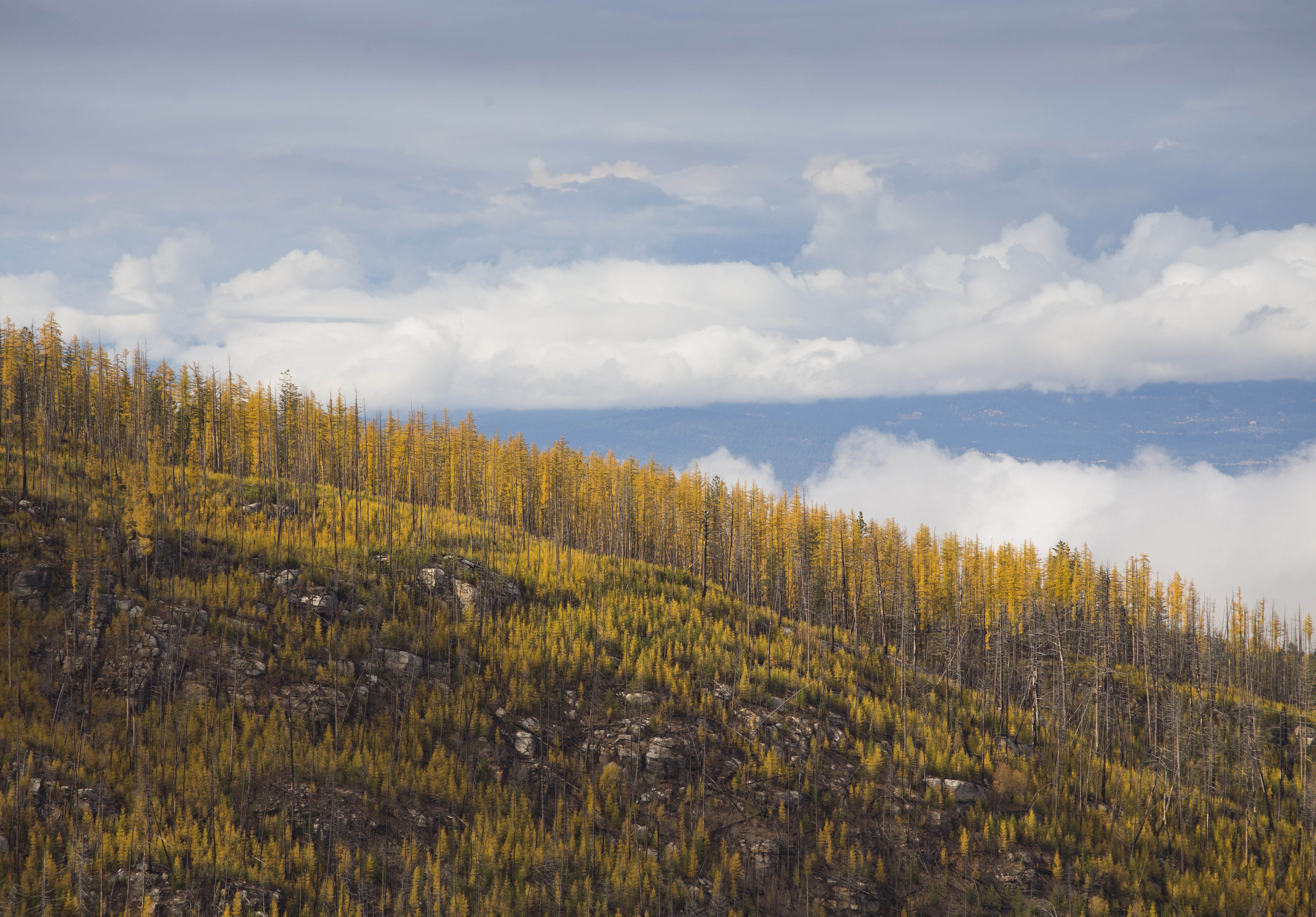 Golden Larches at Myra Canyon