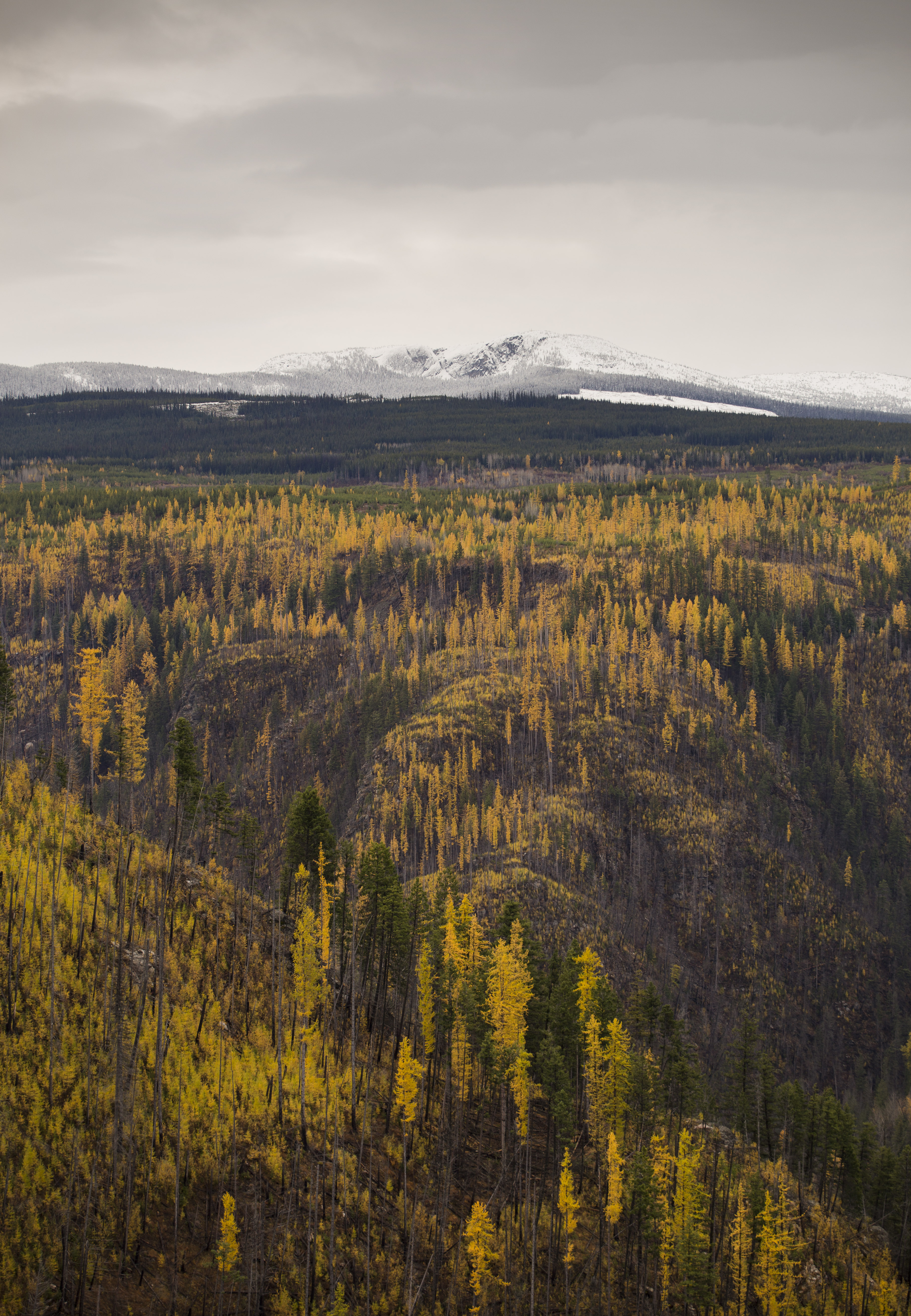 Golden Larches at Myra Canyon