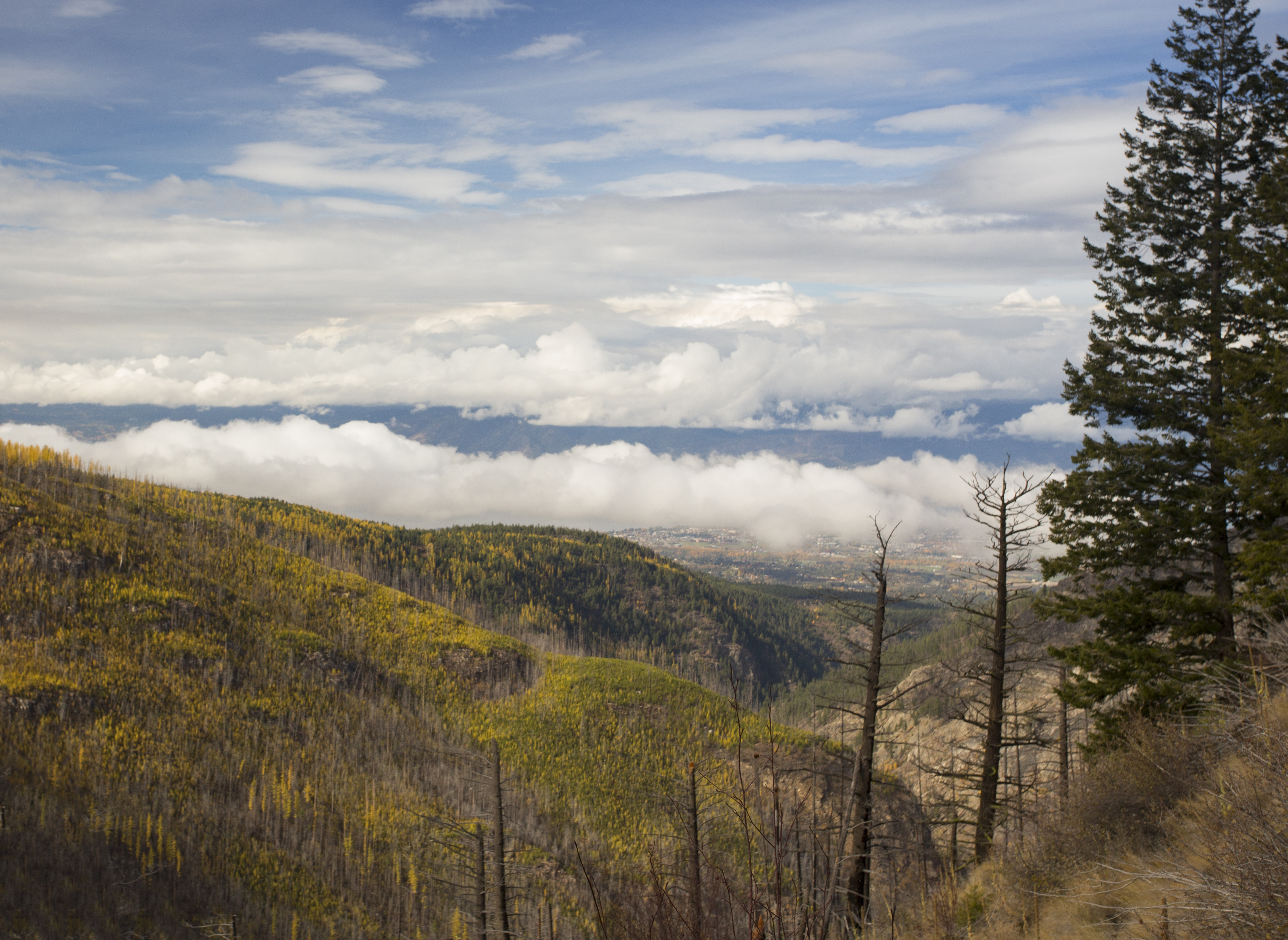 Golden Larches at Myra Canyon