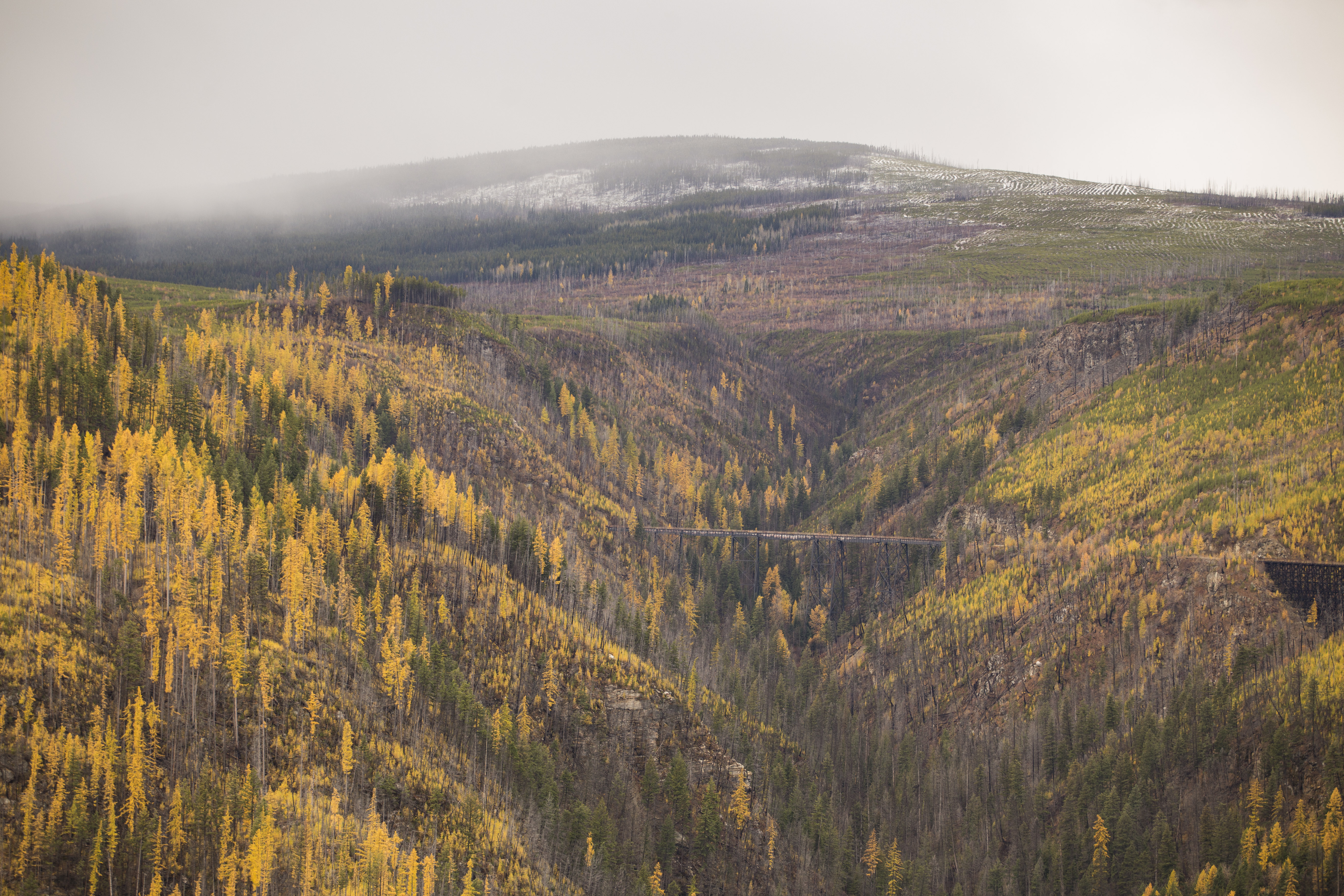 Golden Larches at Myra Canyon