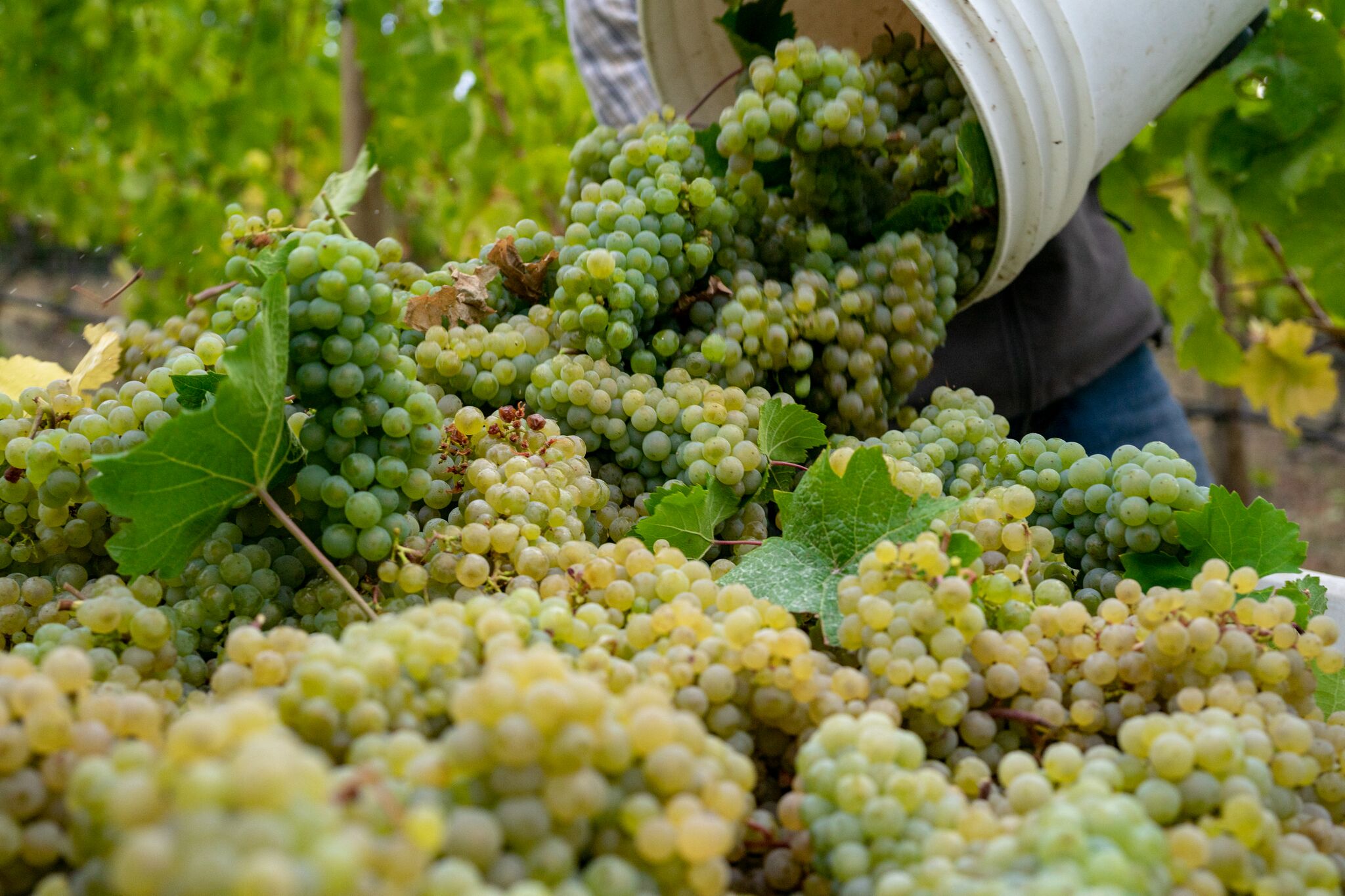 Mission Hill Riesling