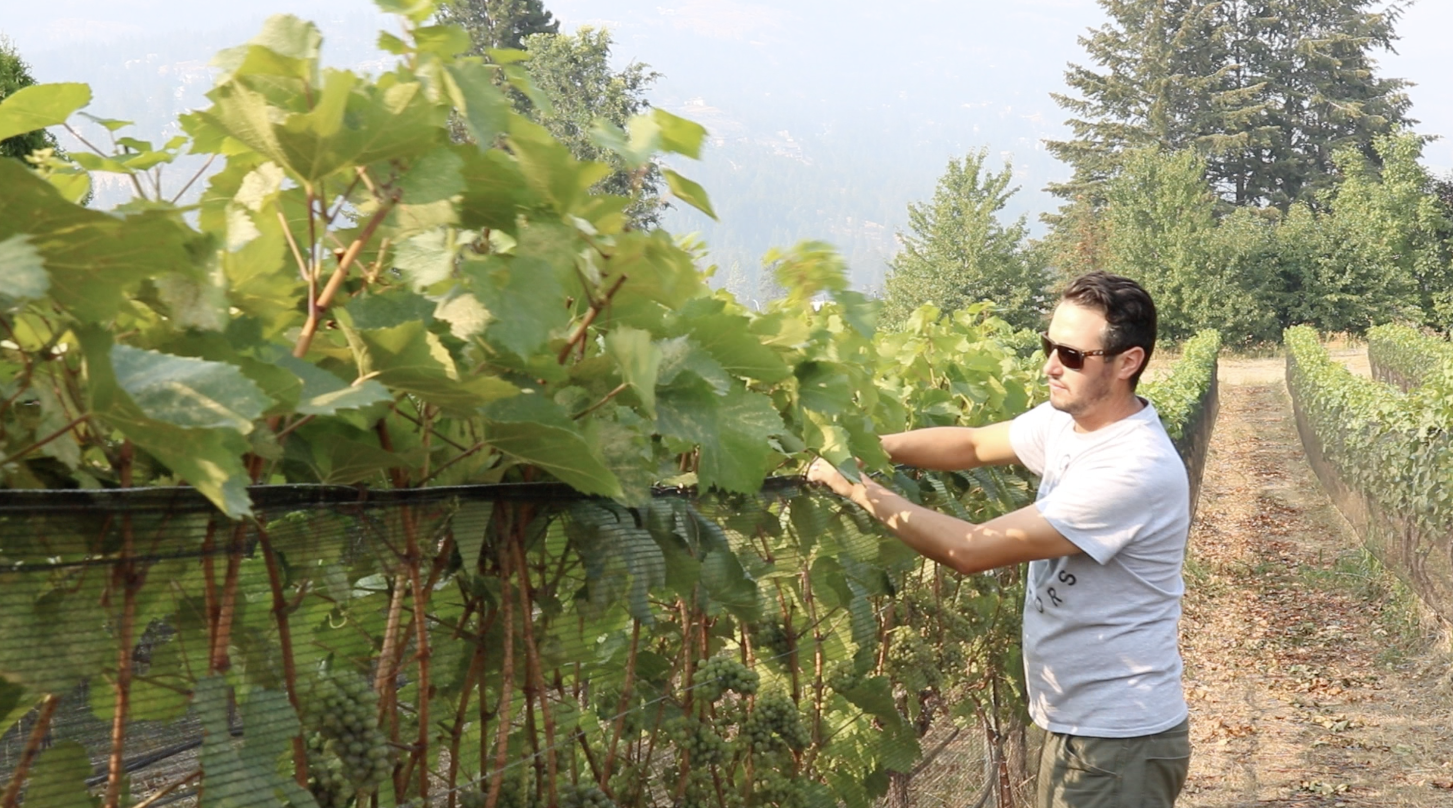 Winemaker at Rollingdale
