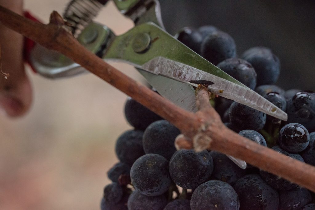 Crop thinning in Napa Valley