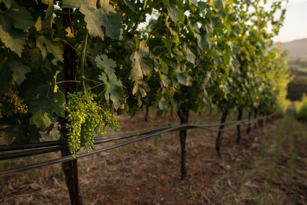 Fruit Set in Napa Valley