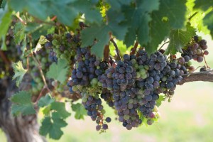Somerset Wine Trail - Grapes on Vine