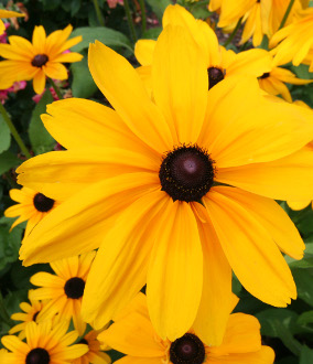 Blue Ridge Mountain Flowers