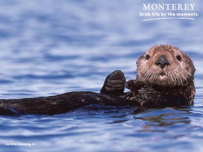 Otter Thumb