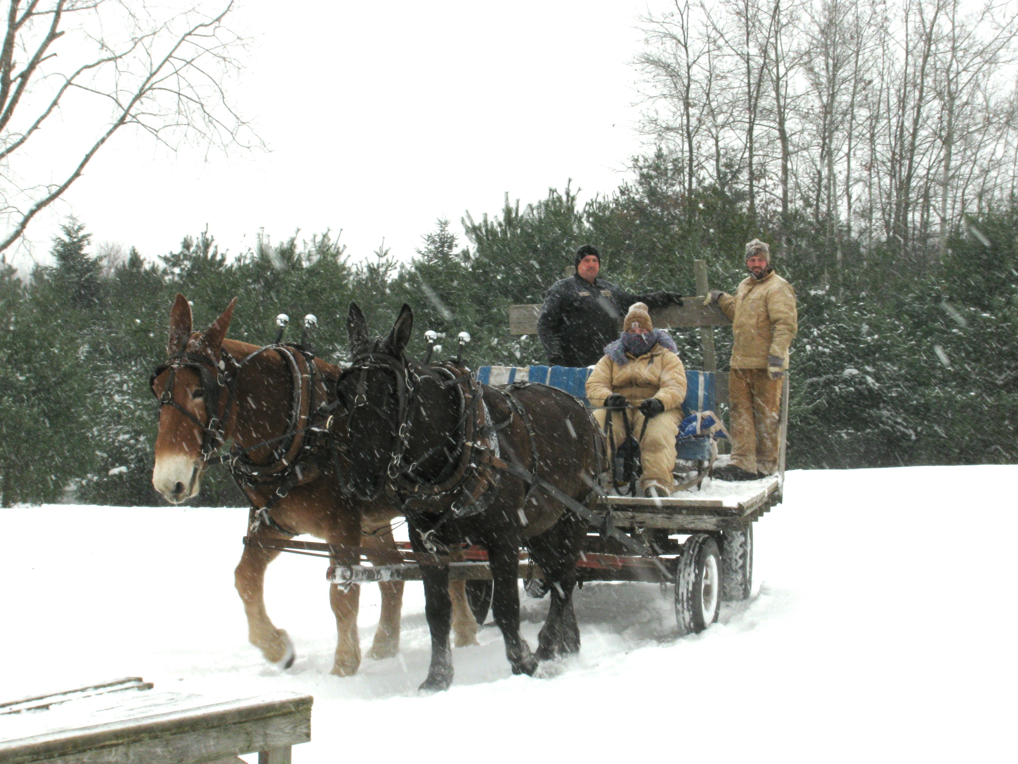 You Cut Christmas Trees Grand Rapids Michigan - Food Ideas