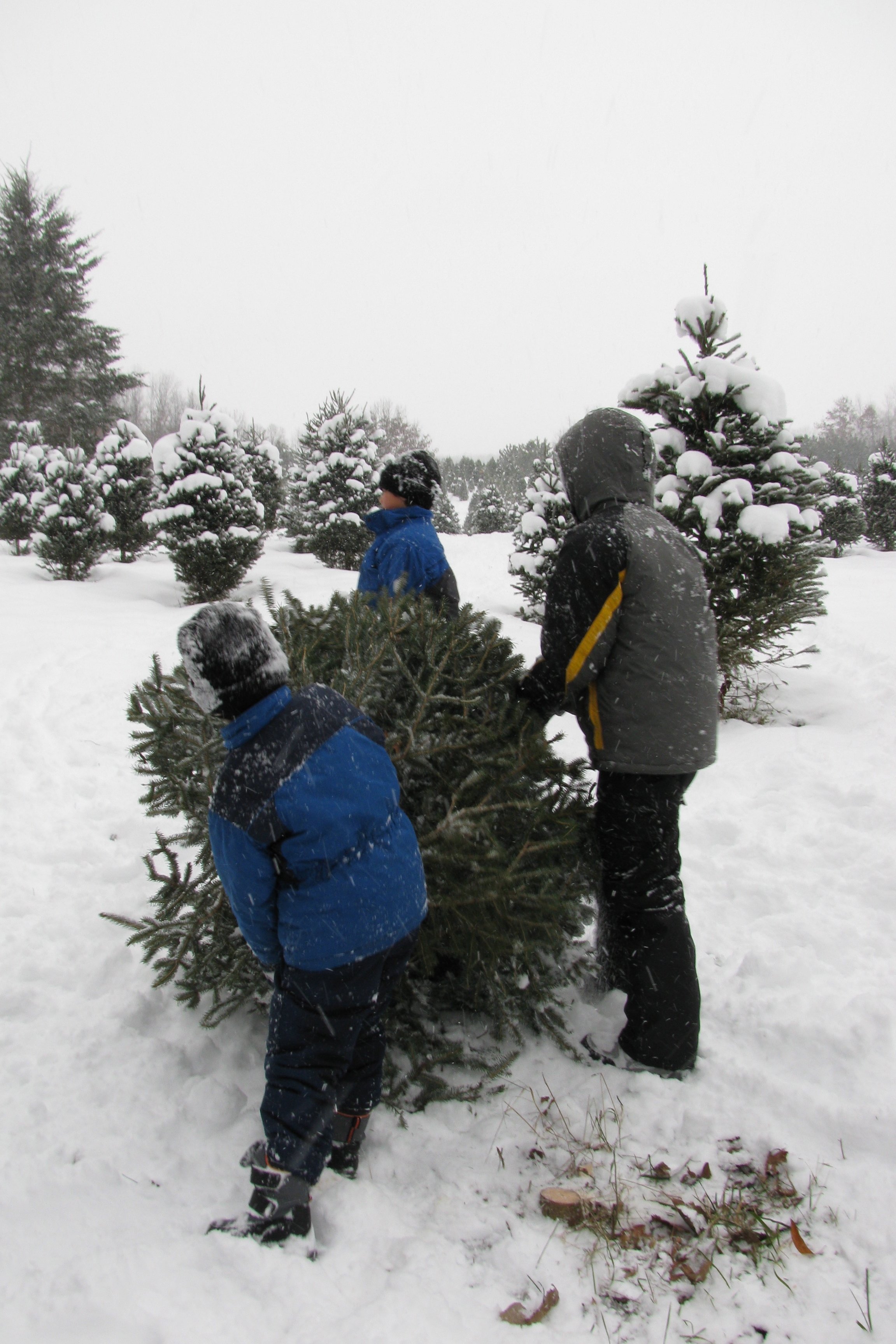 Cut-Your-Own Christmas Tree | Experience Grand Rapids Events