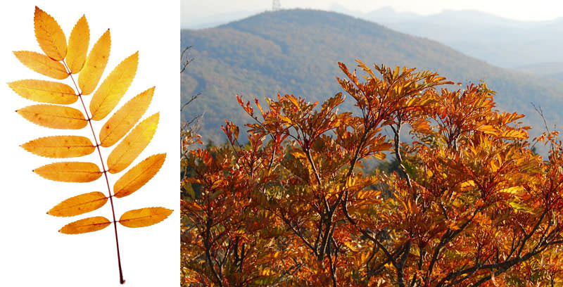 The Science Behind Fall Color Asheville Ncs Official Travel Site