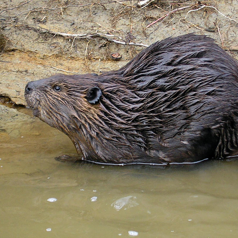 Explorers of the Blue Ridge Parkway Asheville, NC's Official Travel Site