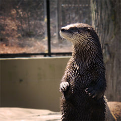 Otter at the WNC Nature Center