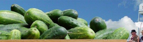 Soon these cucumbers will be transformed into delicious pickles!
