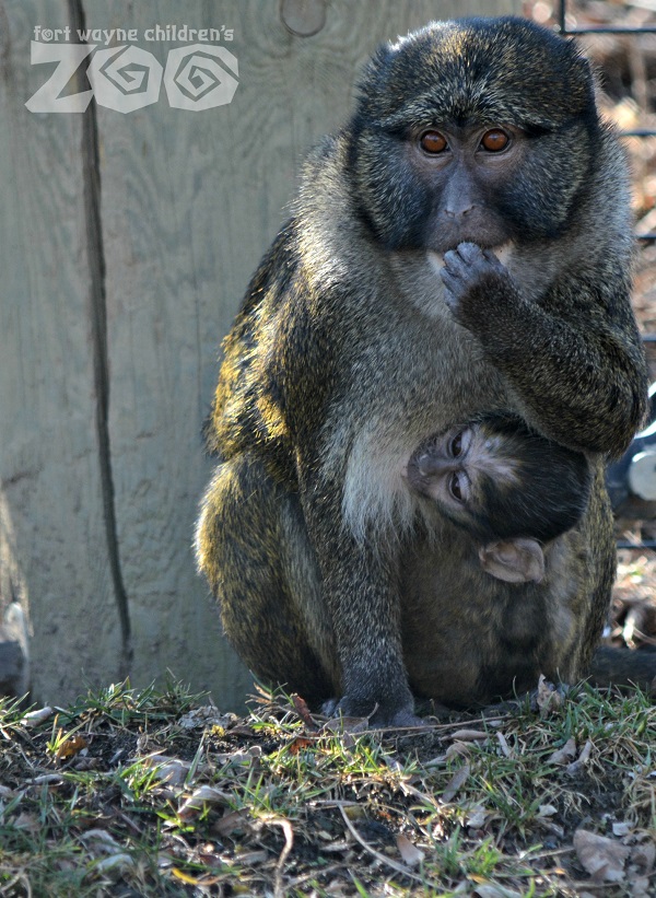 Bakari the baby Allen's swamp monkey, with an adult monkey