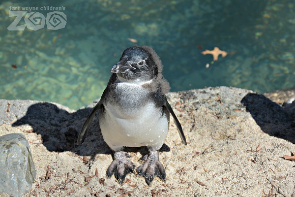 Echo, the little penguin, stands by the outdoor penguin pond