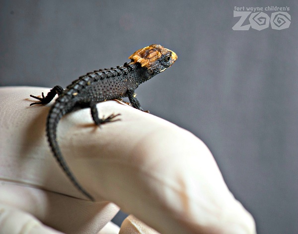 A baby crocodile skink perches on the gloved finger of a caregiver