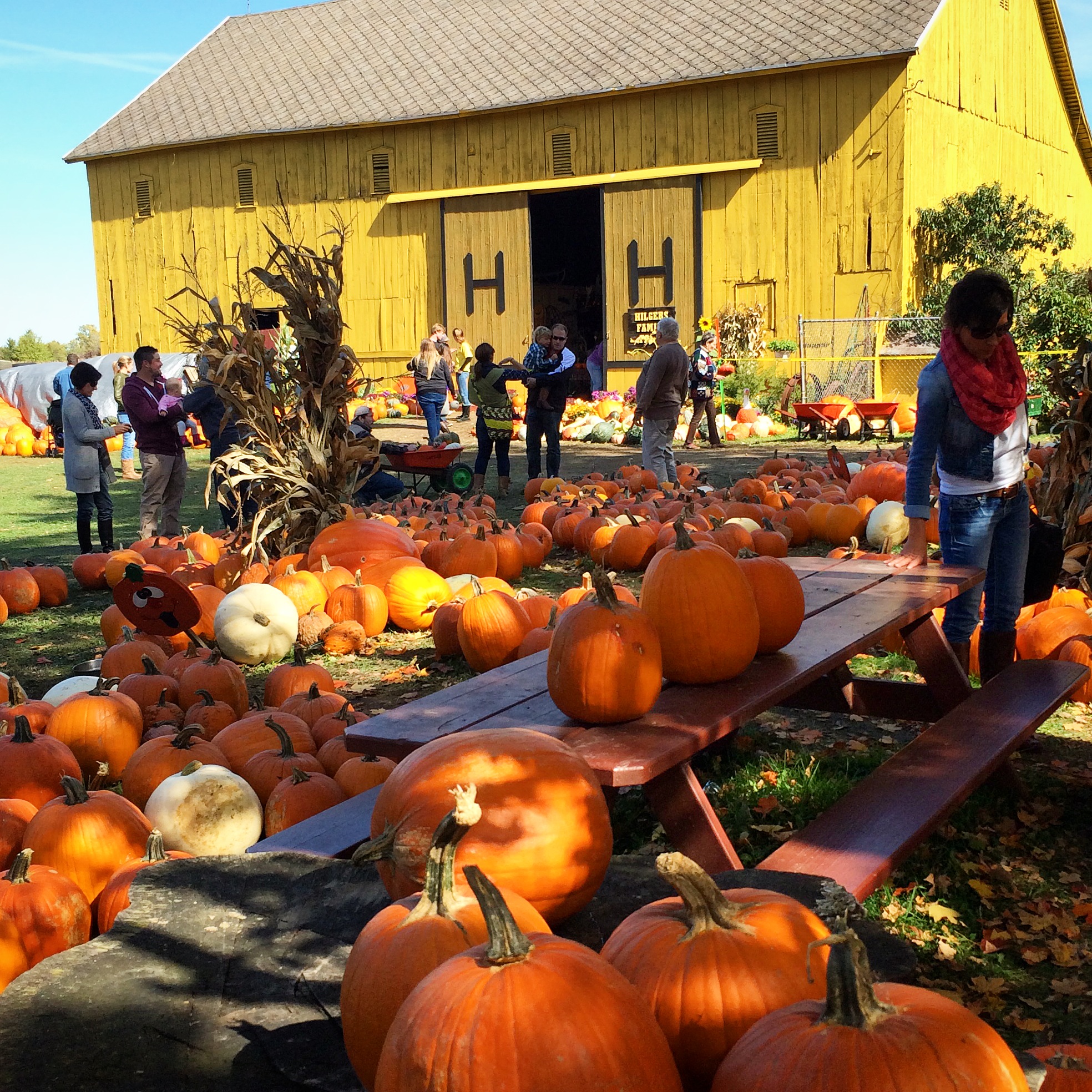 Pumpkins at Hilger's Family Farm