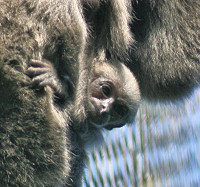 Little Jaka hangs on tight while Dieng climbs through the trees.
