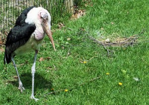 Edgar the marabou stork, the zoo's oldest resident, built a nest on the edge of the African Journey savannah.