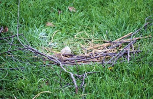 After Edgar constructed this crude stick nest, he placed a rock in the center.