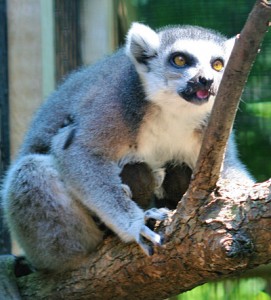 The two tiny heads of Caera's twin babies can be seen against her belly.