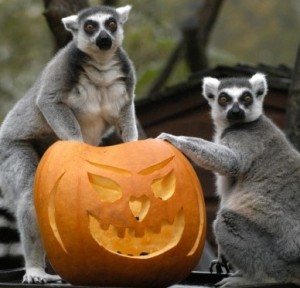 Halloween & Lemurs