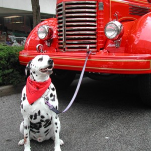 dalmation-1