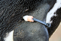 PenguinWingBand