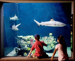 Children's-Zoo