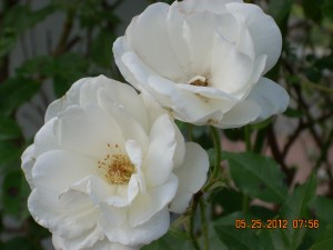LakesidePk0512 (23)