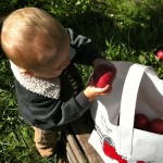 U-Pick apples_2011_hschoegler