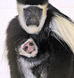 Kaasidy still clings to her mother for comfort.