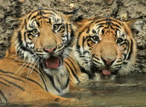 Tigers