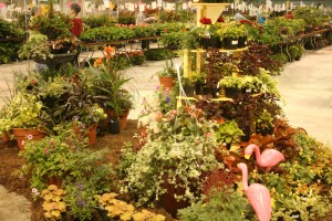 The plant sale is extensive - and so much fun!