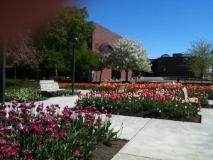 Tulips in bloom at Freimann Square in Downtown Fort Wayne
