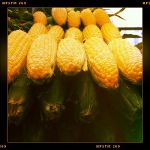Fresh Corn