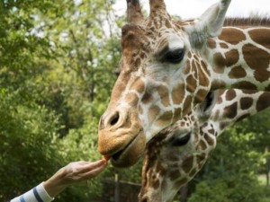 giraffe