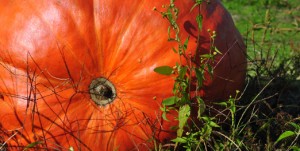 pumpkin