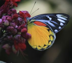 butterfly_slide