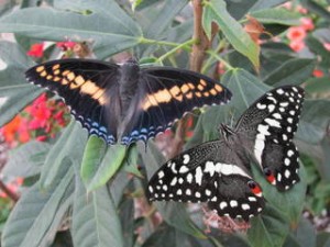 You'll see lots of different species.