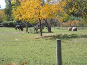 zebras and wildebeests - Copy