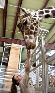 Jelani the Giraffe in her barn.