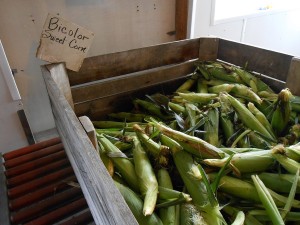 Pick your own sweet corn ears here, at Schmuckers.