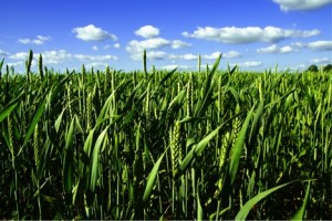 corn2